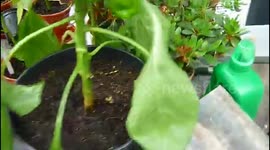 EL CULTIVO EN MACETERO 1º PARTE