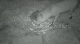Fox and hedgehog feast in the dark.