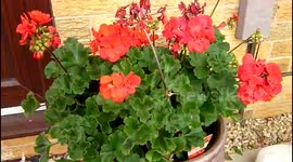 CÓMO DECORAR CON FLORES