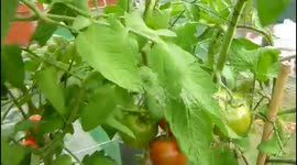 EL CULTIVO EN MACETERO 2 (EXCELENTES RESULTADOS)