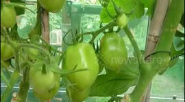 TOMATES GIGANTES EN MI HUERTO