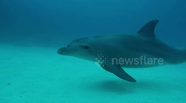 DOLPHIN ENCOUNTERS