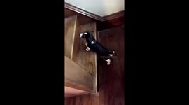 Epic Puppy Fail