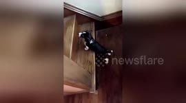 Beagle puppy tumbles after trying to make it up stairs for first time
