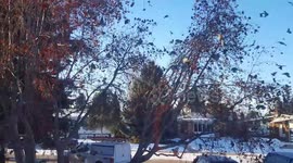 Thousands of birds swarm!