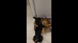 Cat and dog ???? best friends