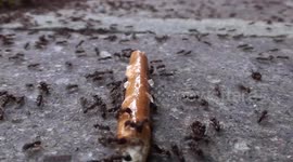group of ants note a bread stick fallen into the ground