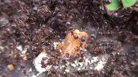 some ants break a breadstick into small pieces to bring it into their nest