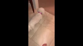 Zoe the Bichon - “The Big Sneeze”