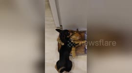 Newsflare Edit - Cat and dog ???? best friends