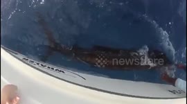 Insane Battle with A Huge 200 Pound Sailfish in Beautiful Costa Rica