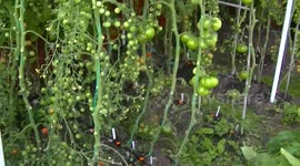 PODA DEL TOMATE 2ª PARTE ( ¡LOS BENEFICIOS! )