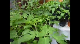 PODA DEL TOMATE