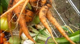 IDEAS PARA TU HUERTO 100% ECOLÓGICO.(Recogida de vegetales)