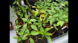 CULTIVO ORGANICO 4 PARTE (HABAS GIGANTES)