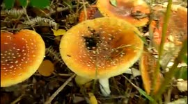 AMANITA MUSCARIA