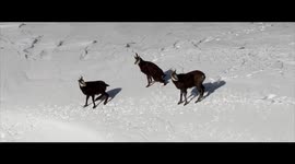 Matterhorn's Wildlife - Cervinia, Italy - Wild Chamois / Goat Antelope