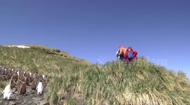 Tourists observing King Penguin rookery amongst Tussac grass