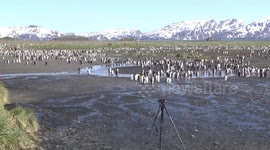 Tourists amongst King Penguin rookery on Salisbury Plain