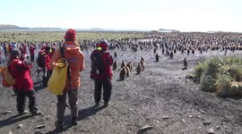 Tourists at King Penguin rookery on Salisbury Plain, South Georgia