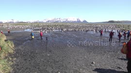 Tourists at King Penguin rookery on Salisbury Plain, South Georgia - pan