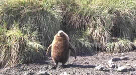 King Penguin chick on muddy path, waving flippers Salisbury Plain, South Georgia