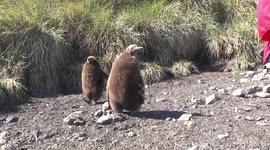 King Penguin chicks on muddy path to rookery, Salisbury Plain, South Georgia