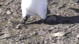 King Penguin feet walking in mud - closeup - Salisbury Plain, South Georgia