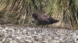 Skua eating King Penguin remains, Salisbury Plain, South Georgia