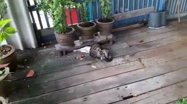 10ft long python caught strangling pet cat