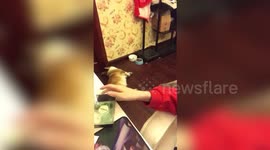 Cute corgi perks up every time owner touches food