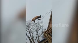 Trainer teaches dog to walk tightropes