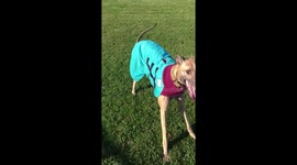 This Greyhound is Me