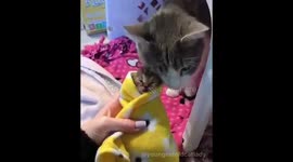 Sprinkles loves her baby Coco