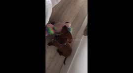Short leg problems! Little sausage dog struggles to jump on bed!