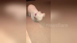 Watch an adorable little dog let out an epic sneeze