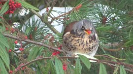 Fieldfare defending his bush full of berries