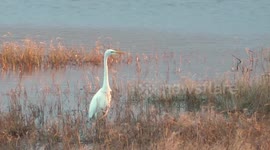 Rare Great White Egret at Sunbiggin Tarn Cumbria
