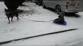 'Dog sled' doesn't quite work for this UK pet pooch