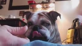 Curious bulldog going crazy over man cleaning nails