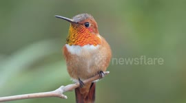 A male Rufous Hummingbird flashing its beautiful iridescent gorget feathers.