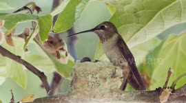A Black-chinned Hummingbird feeding its recently hatched nestlings.