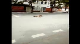 Mother dog calls for help when a puppy is in an accident