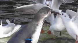 Penguin Manages To Keep His Fish Safe From Thieving Seagull