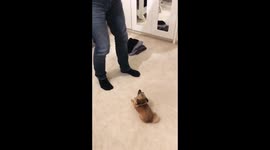 Chihuahua meets newborn