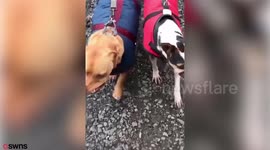 Dog that had its snout hacked off with a MACHETE has traveled 8,000 to a loving new home with another special needs pup