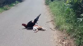 A sad chicken saw his friend die on the highway