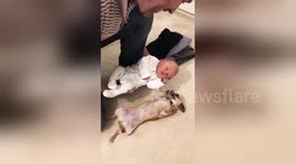 Excited chihuahua meets newborn for the first time