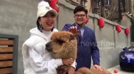 Woman takes pet alpaca for a walk in town