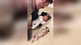 Excited chihuahua meets newborn for the first time